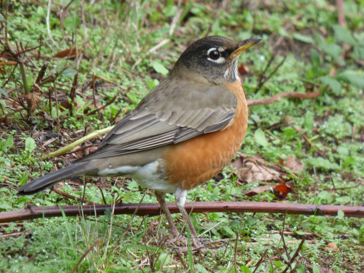 American Robin - ML644350300