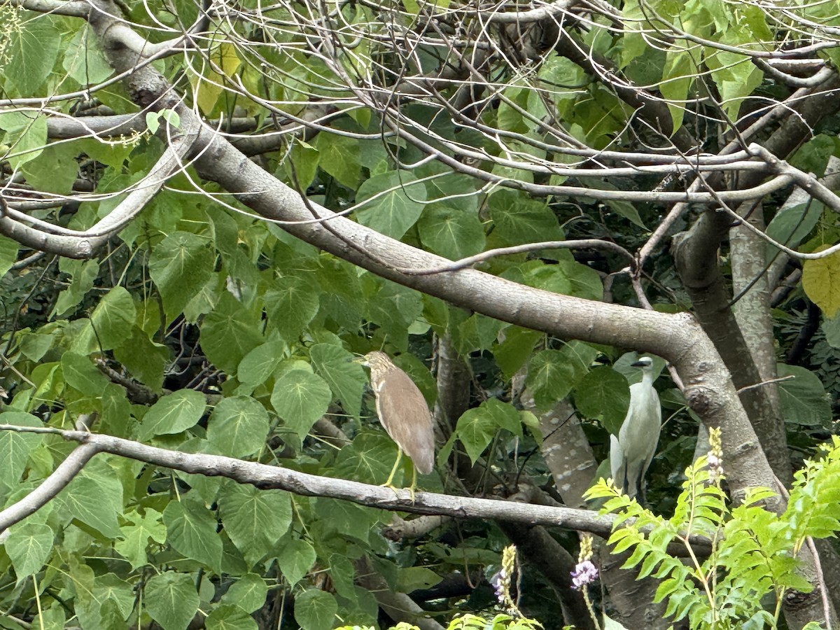 Chinese Pond-Heron - ML644350310