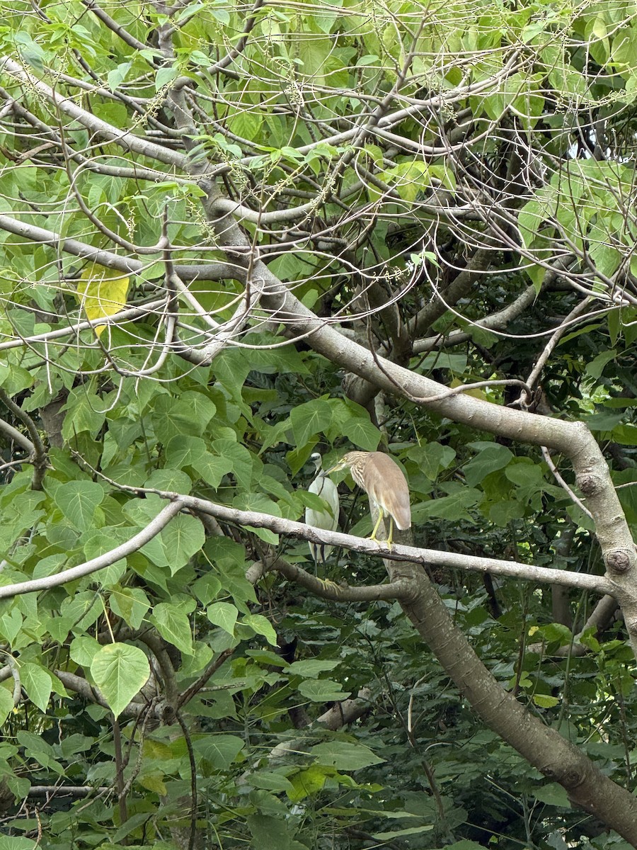 Chinese Pond-Heron - ML644350311