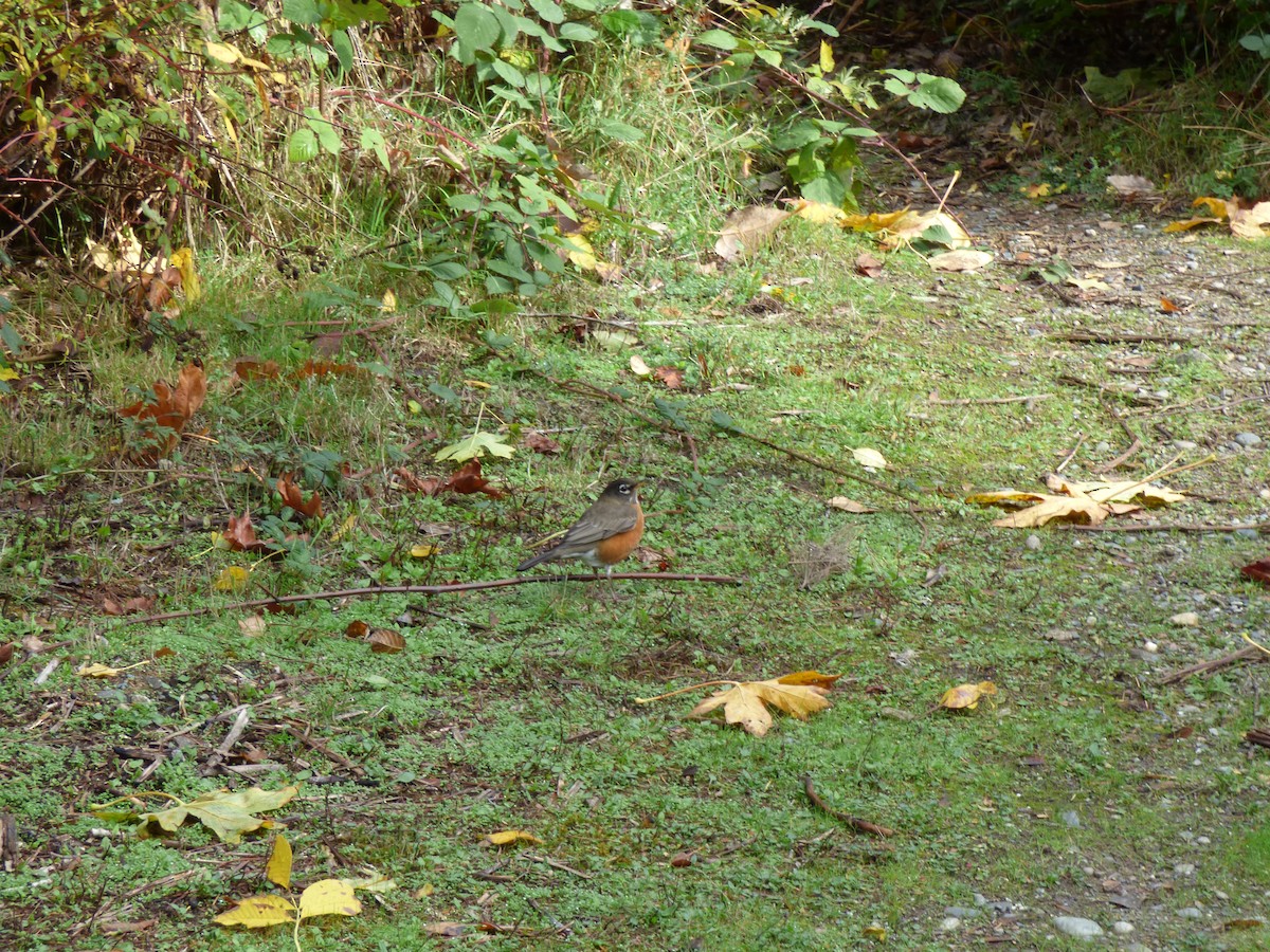 American Robin - ML644350312