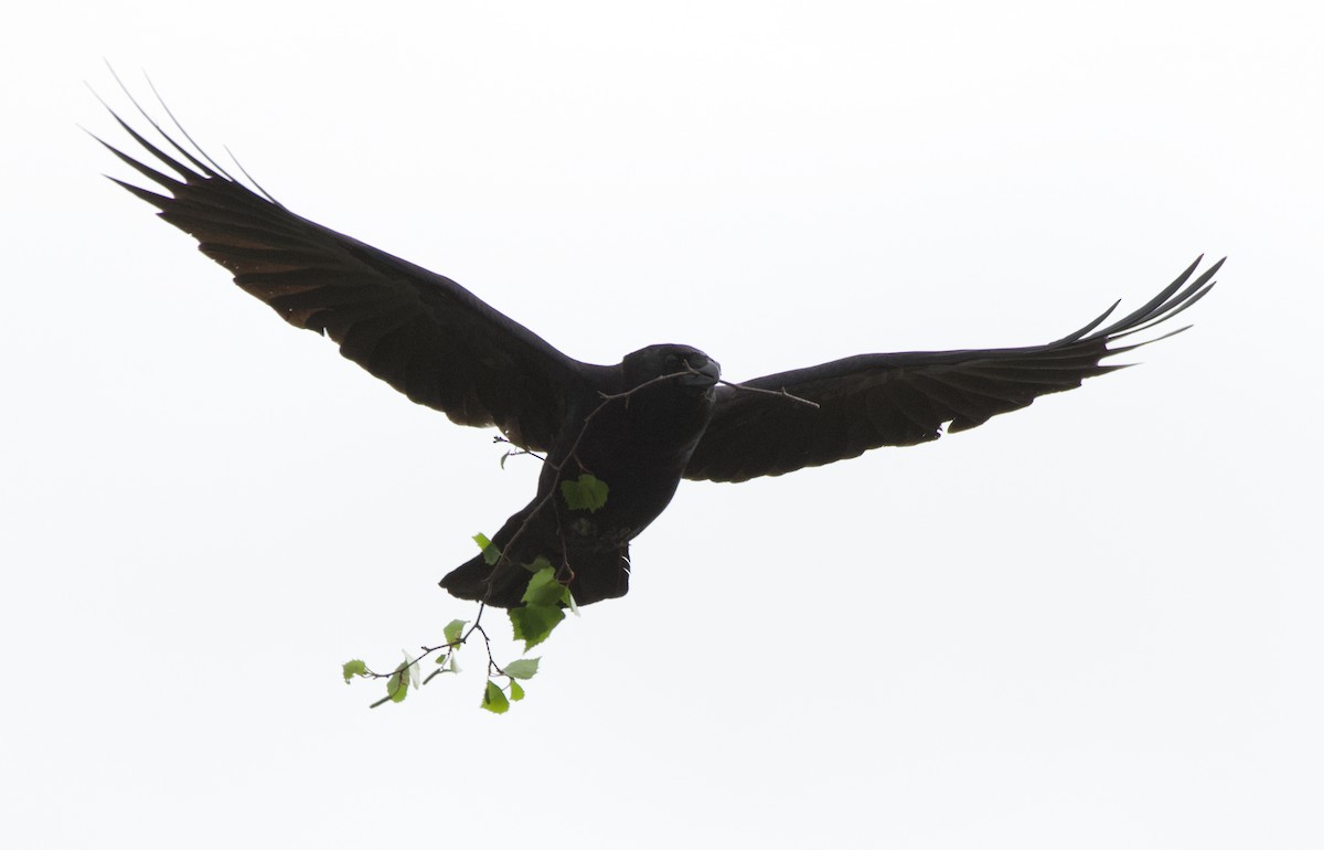 Corneille d'Amérique - ML644350318