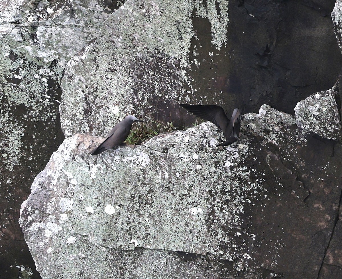 ヒメクロアジサシ - ML644350325