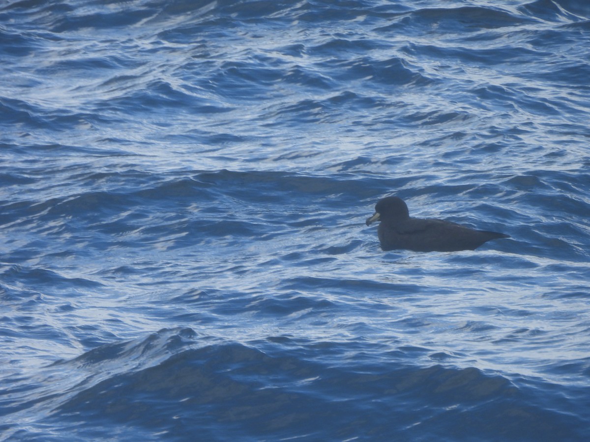 Puffin du Westland - ML644350326