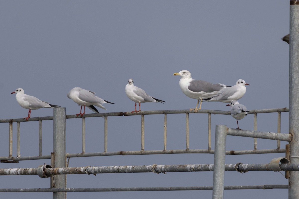 Goéland brun - ML644350331