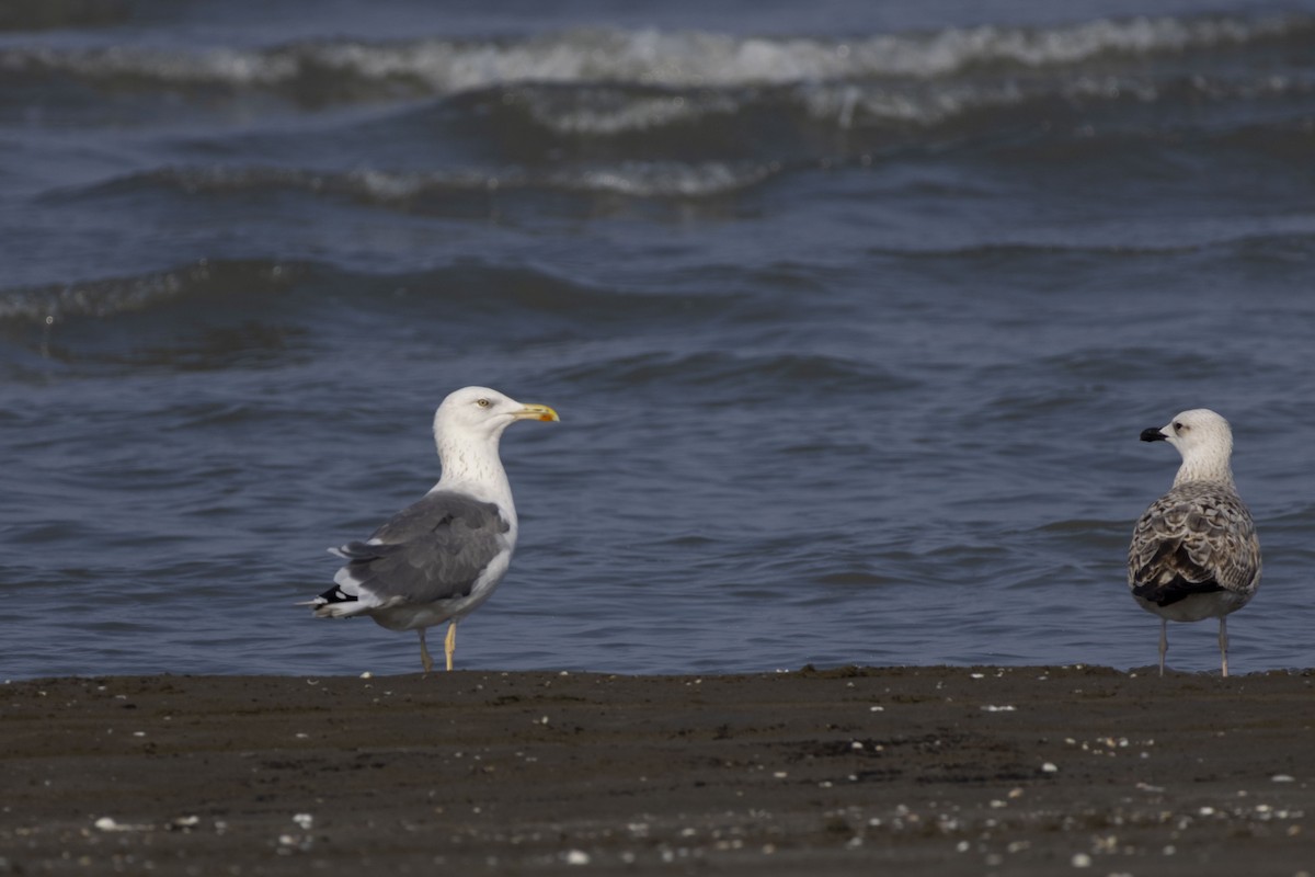 Goéland brun - ML644350333