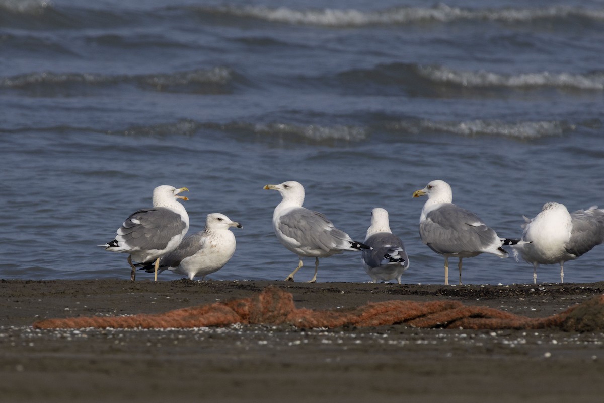 Goéland brun - ML644350334