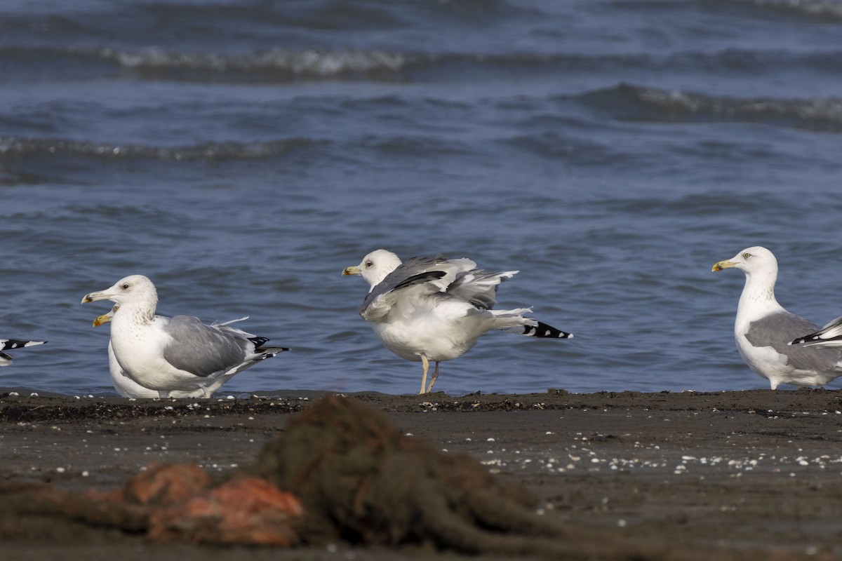 Goéland brun - ML644350335
