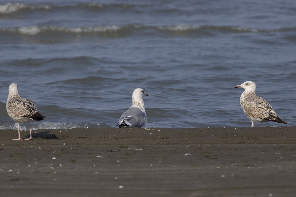 Goéland brun - ML644350336