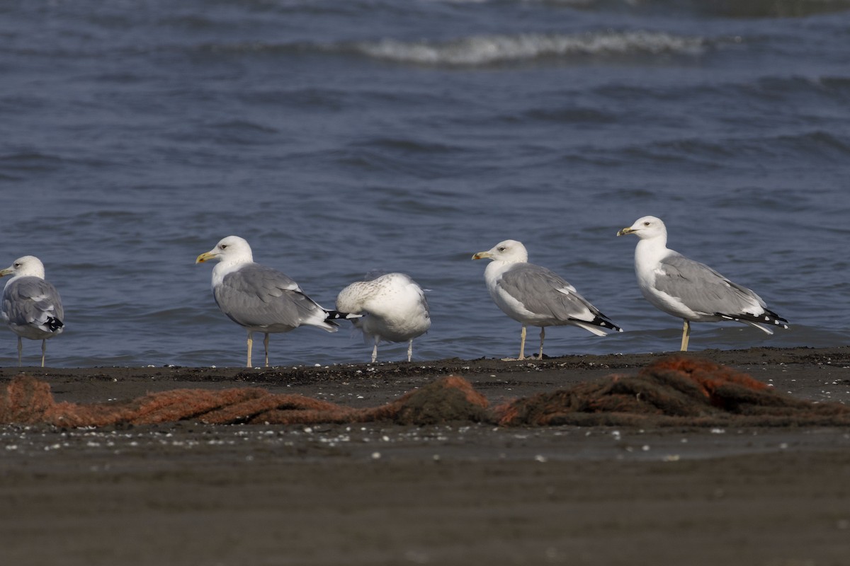 Goéland brun - ML644350337