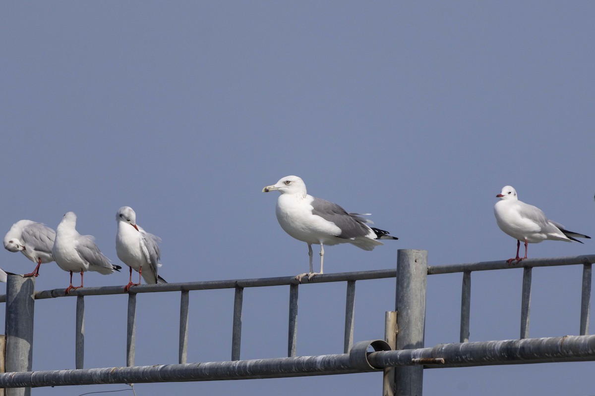 Goéland brun - ML644350338