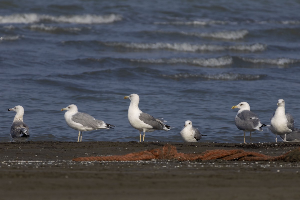 Goéland brun - ML644350339