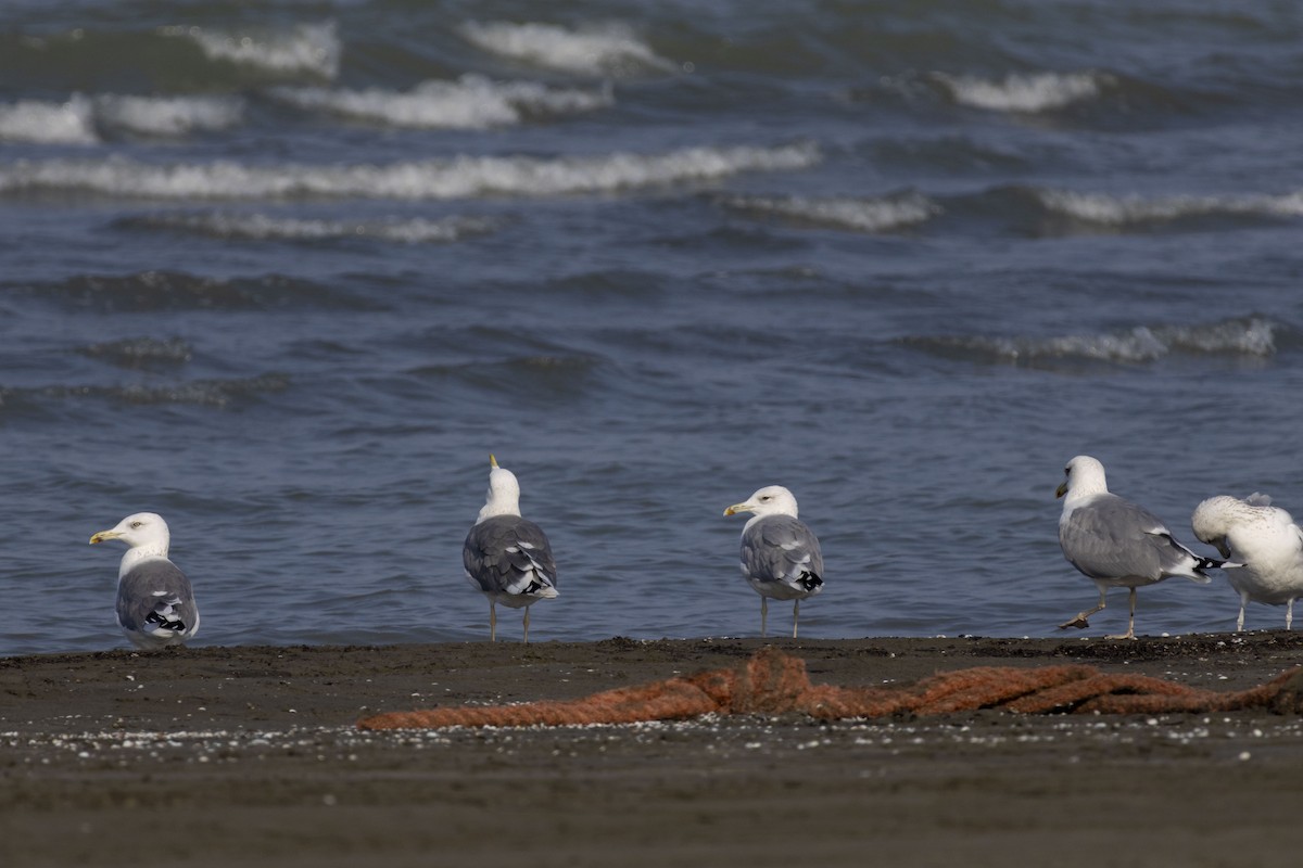 Goéland brun - ML644350340