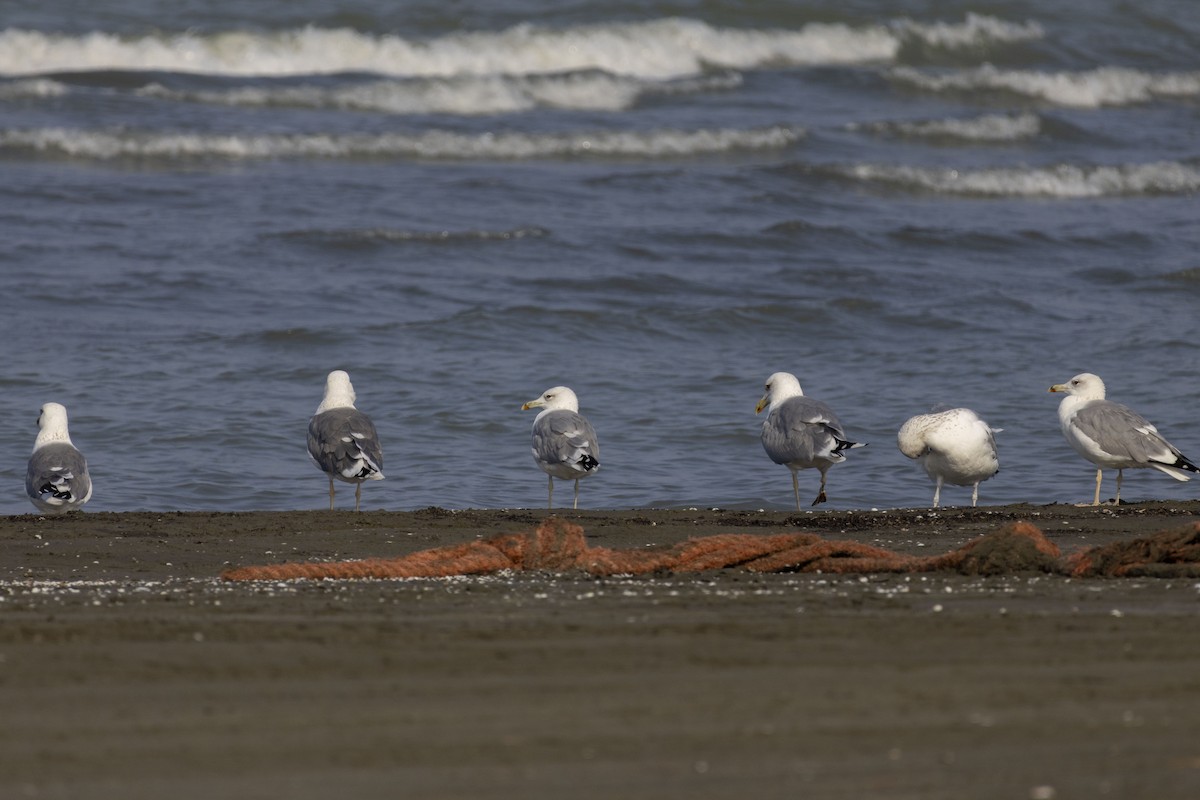 Goéland brun - ML644350341