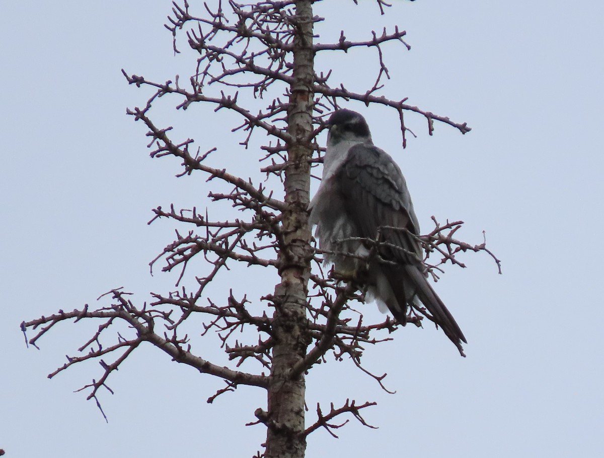 Autour d'Amérique - ML644350344