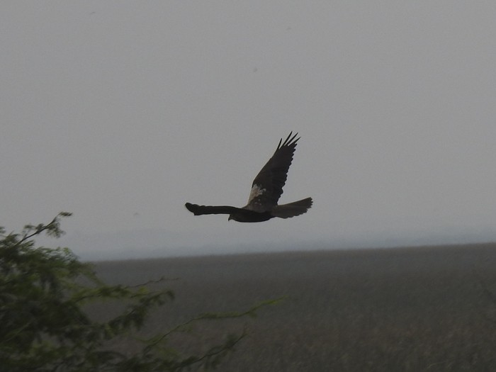 Busard des roseaux - ML644350345