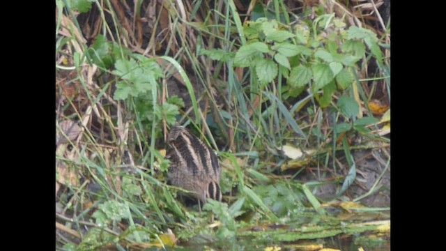 Wilson's Snipe - ML644350346