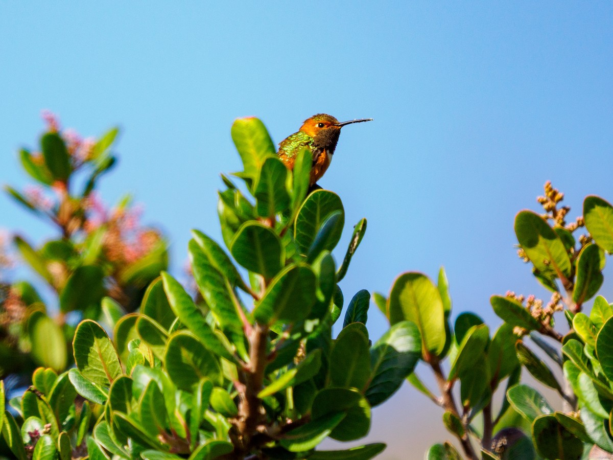 Colibri d'Allen - ML644350347