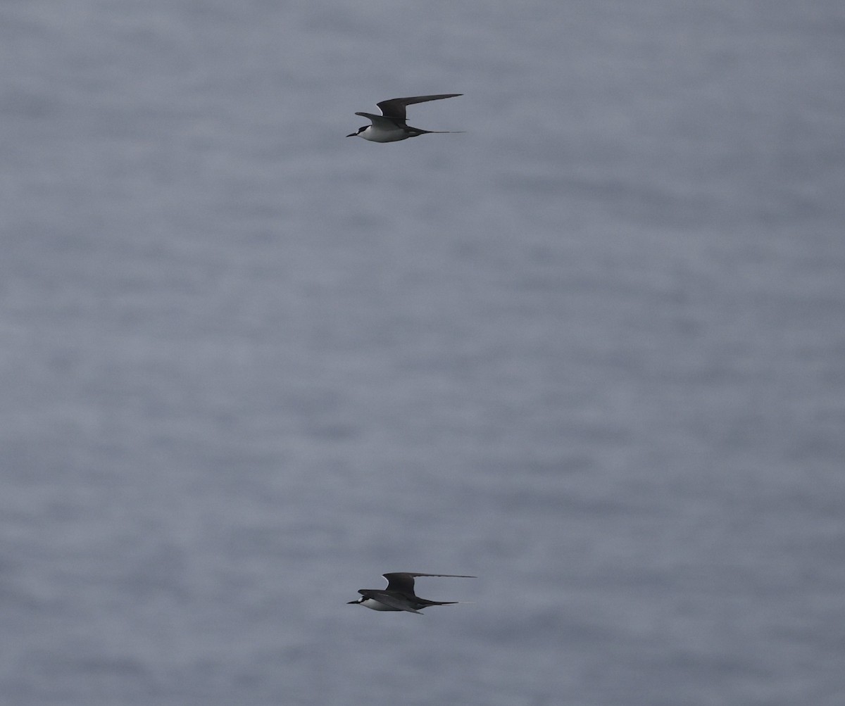 Sterne fuligineuse - ML644350348