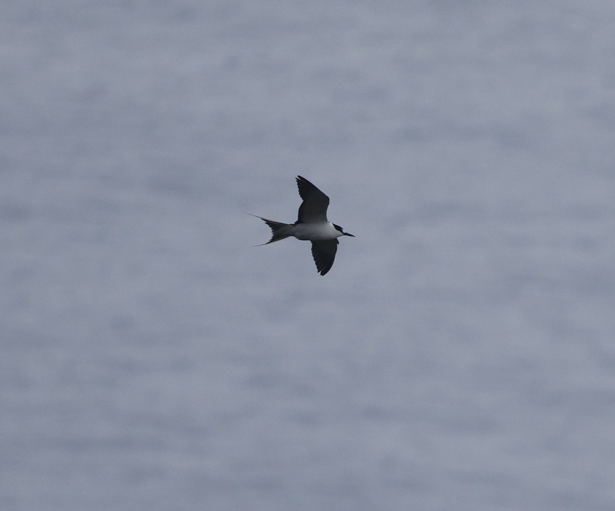 Sterne fuligineuse - ML644350349