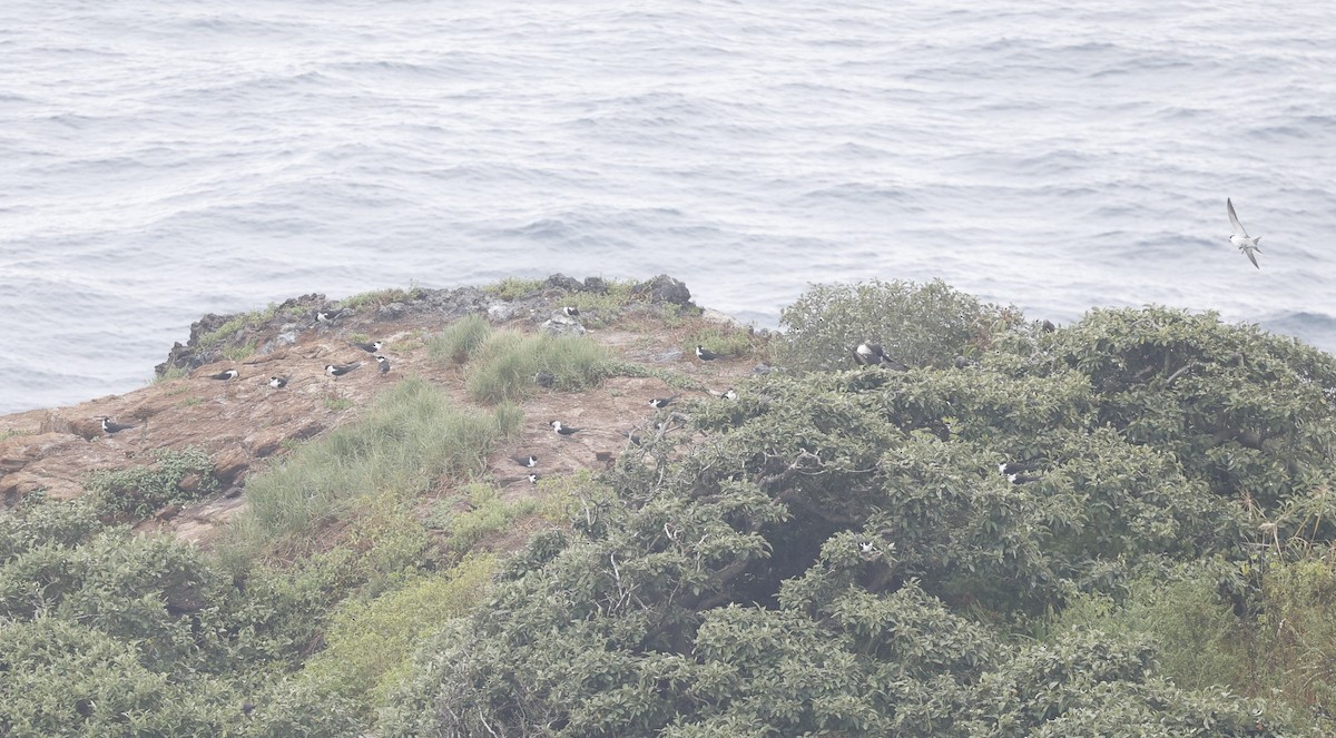 Sterne fuligineuse - ML644350352