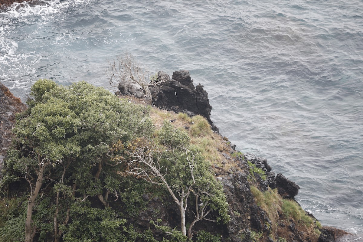 Sterne fuligineuse - ML644350353