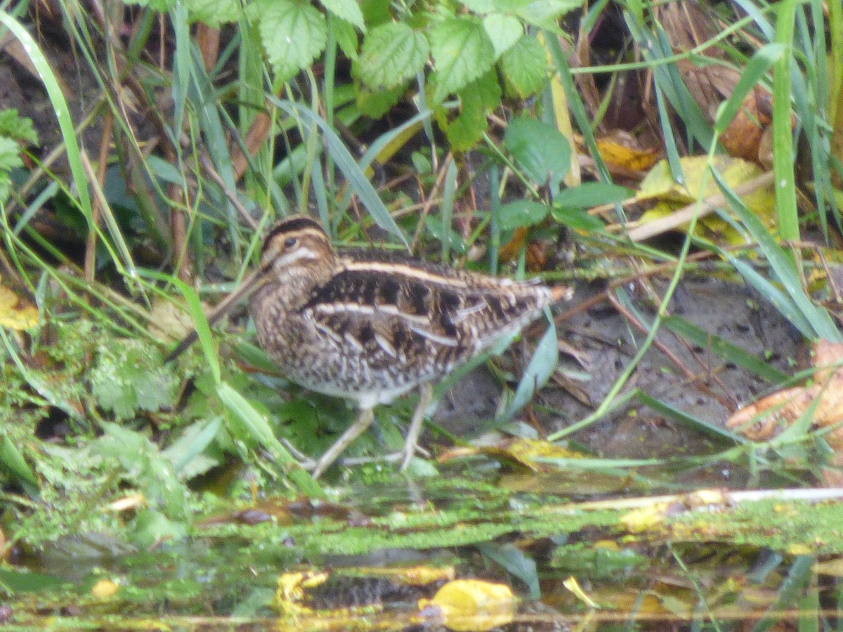 Bécassine de Wilson - ML644350354