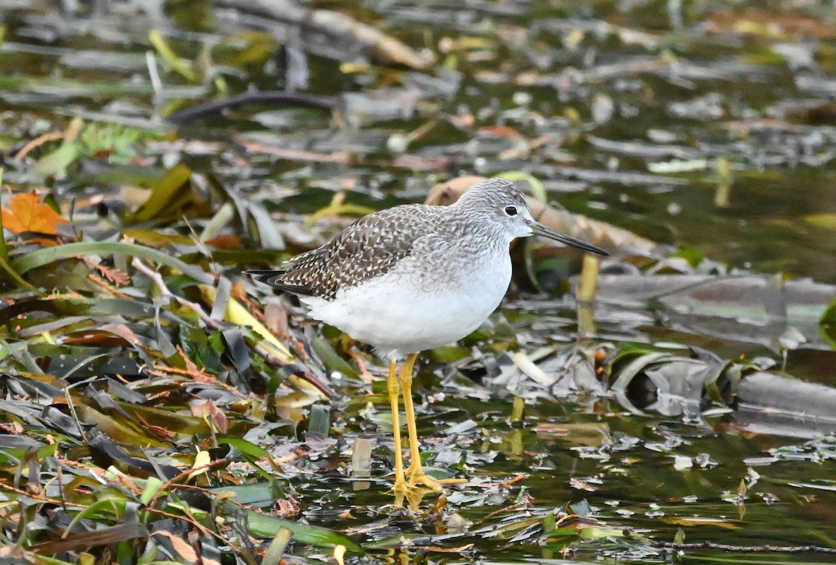 Grand Chevalier - ML644350355