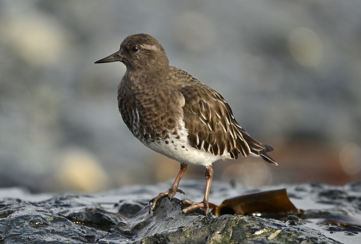 Tournepierre noir - ML644350357