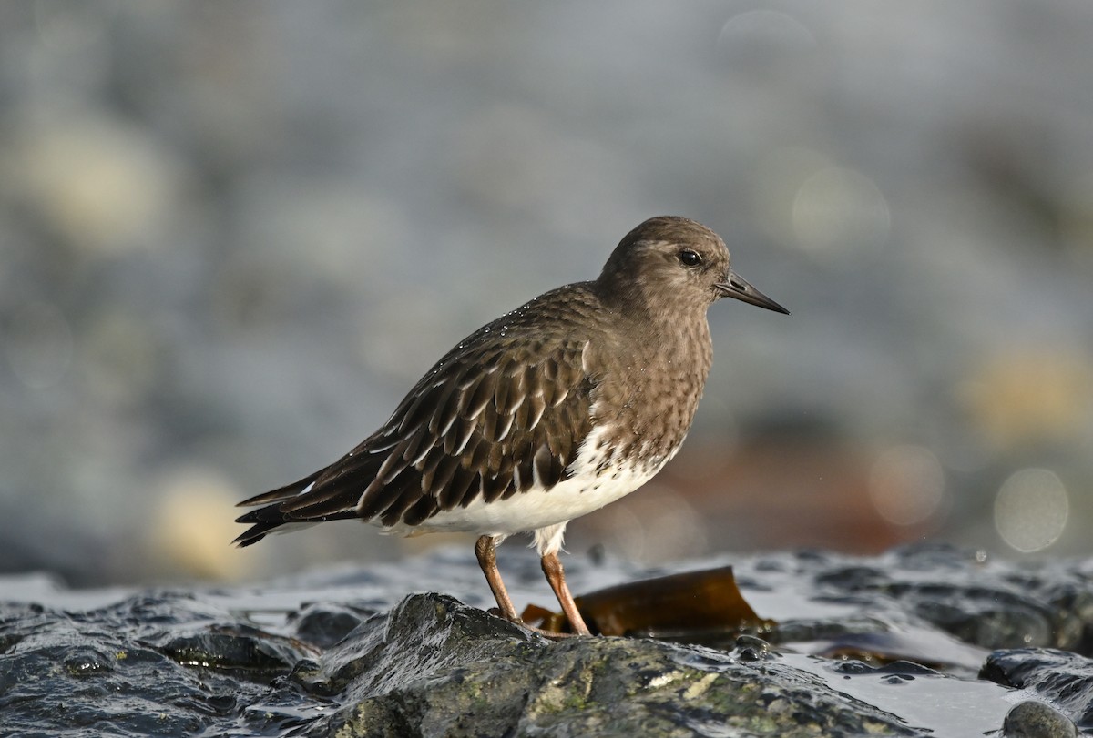 Tournepierre noir - ML644350358