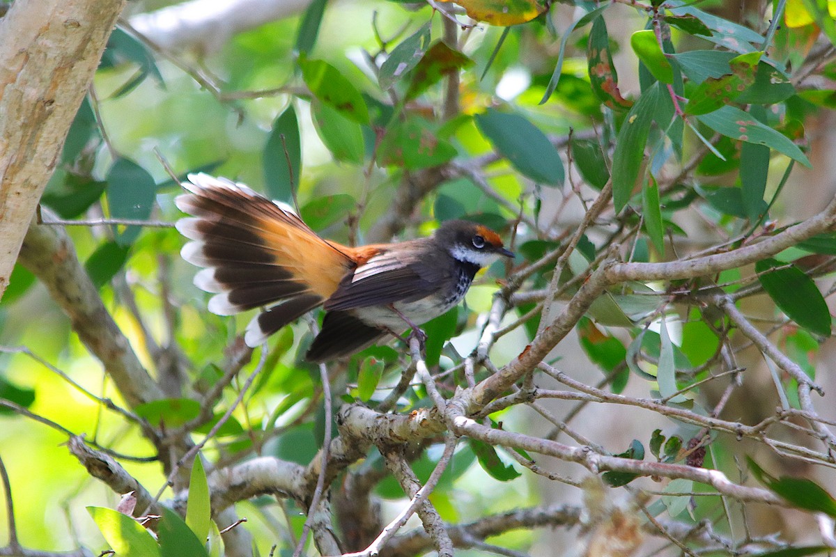 Rhipidure roux - ML644350359