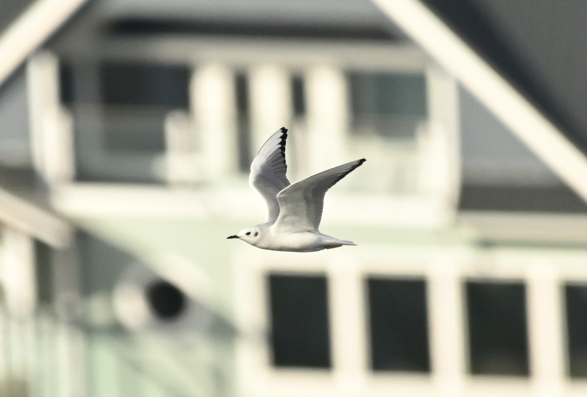 Mouette de Bonaparte - ML644350360