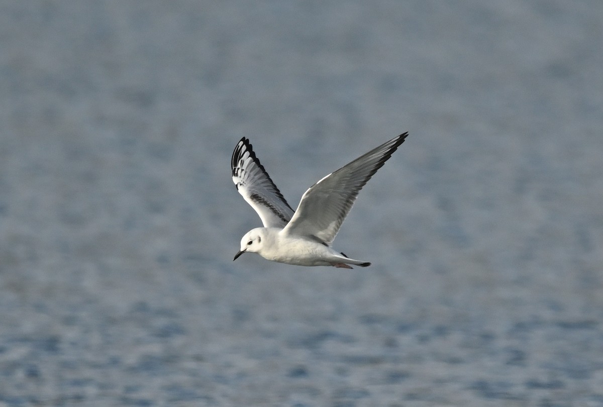 Mouette de Bonaparte - ML644350361