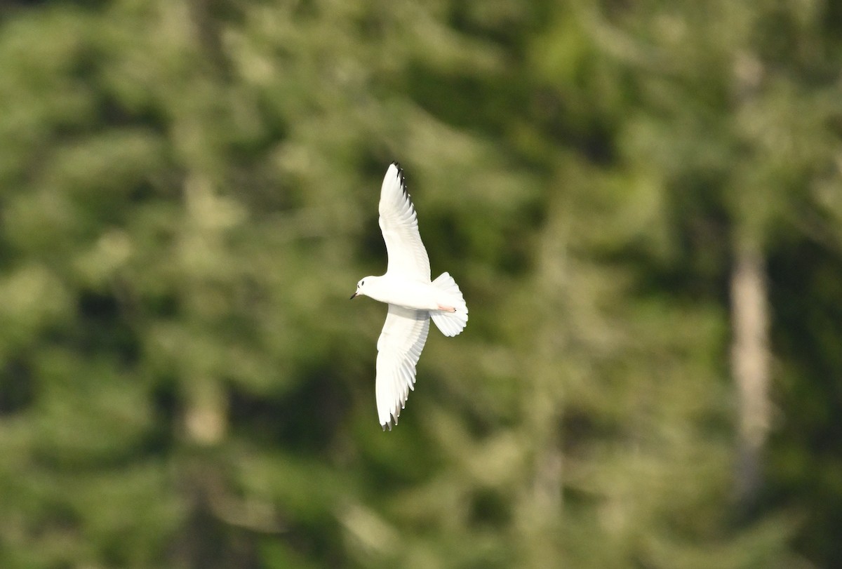 Mouette de Bonaparte - ML644350362