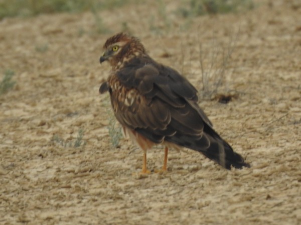 Busard cendré - ML644350365