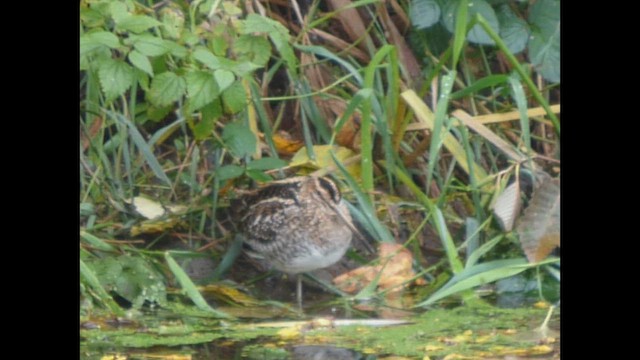 Wilson's Snipe - ML644350377