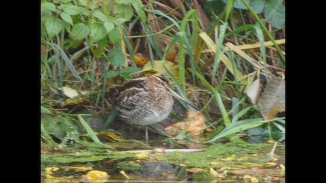 Wilson's Snipe - ML644350378