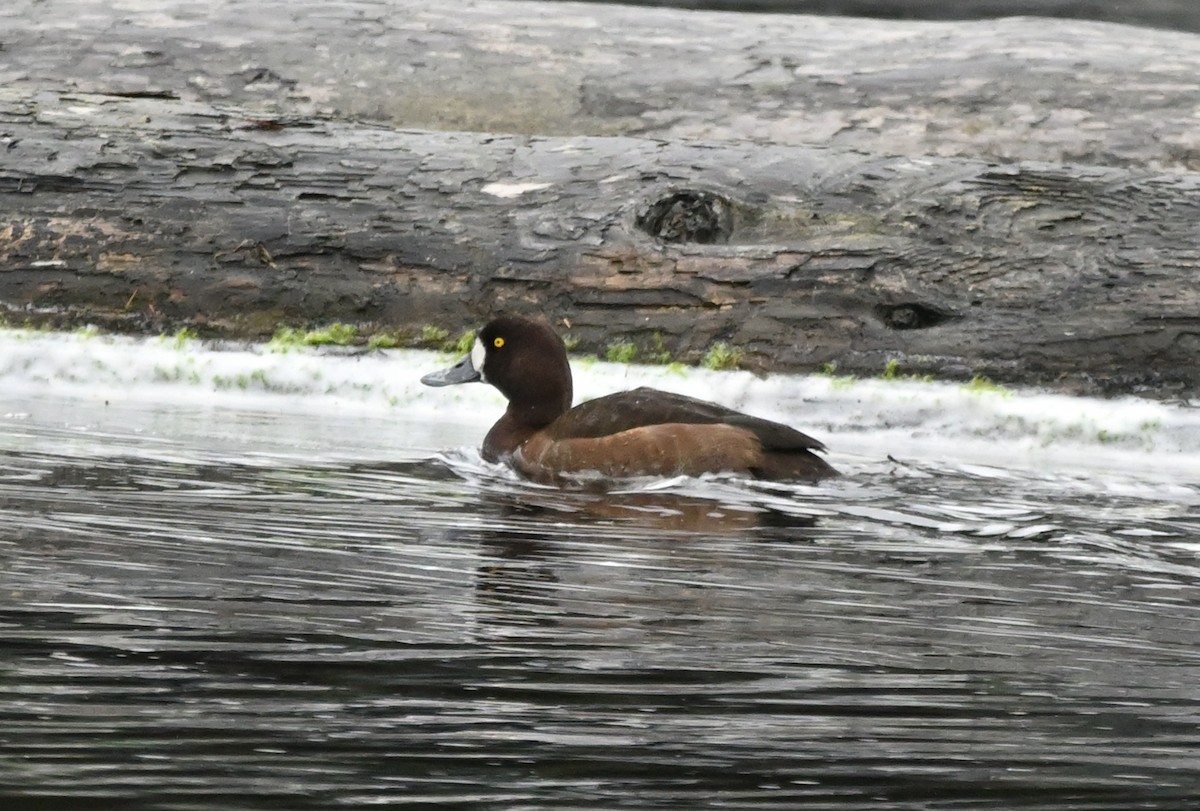 Bergente - ML644350386