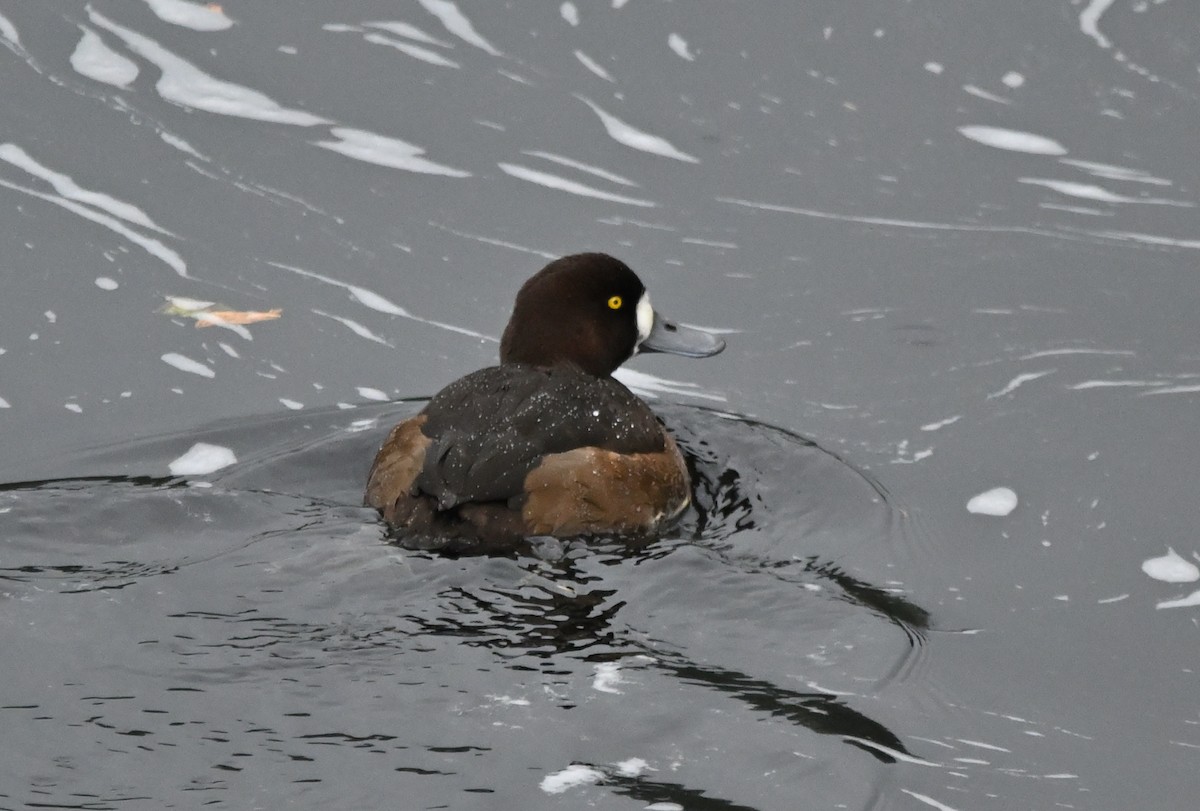 Bergente - ML644350388