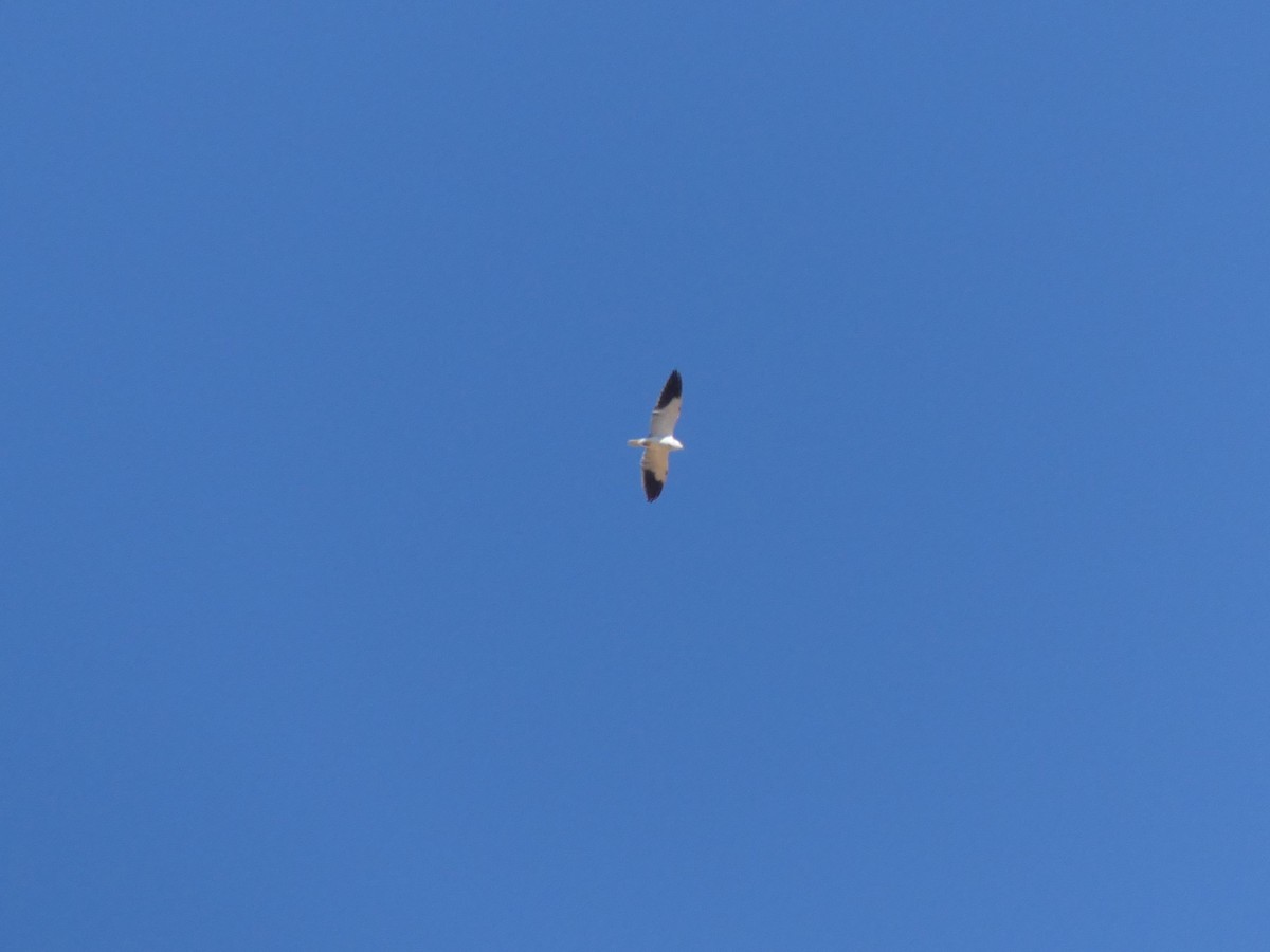 Élanion blanc - ML644350400