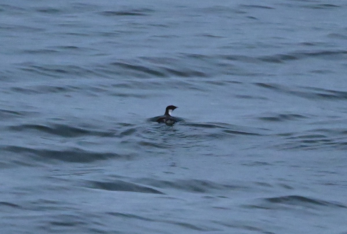 Ancient Murrelet - ML644350405