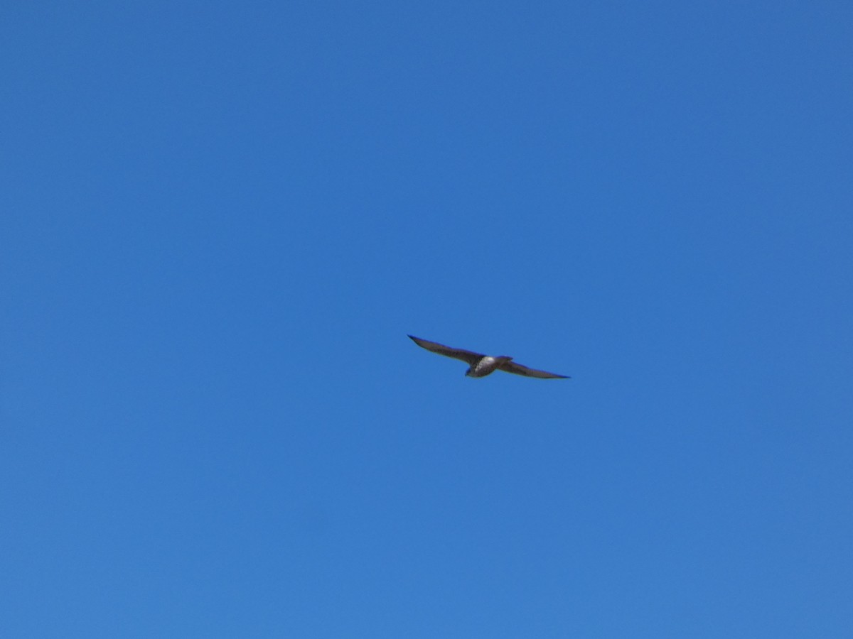 Балобан - ML644350406