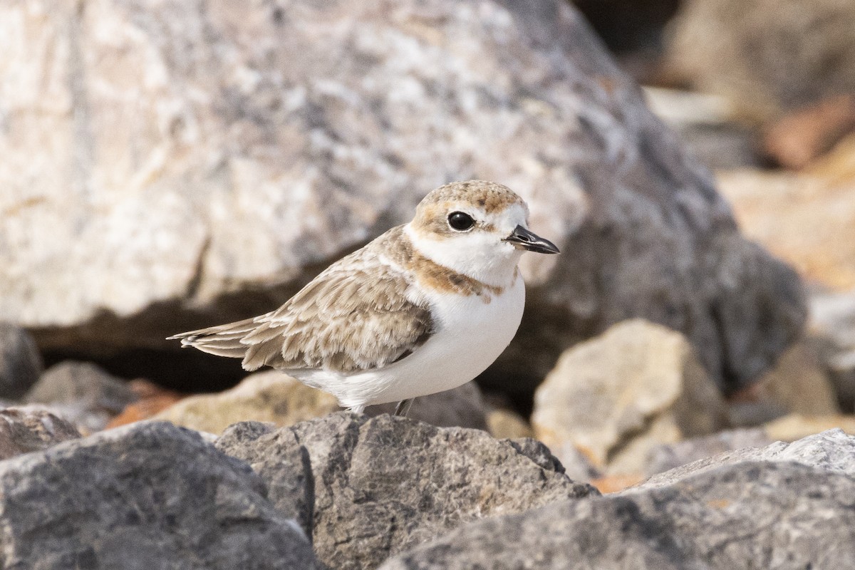 arkipello - ML644350407