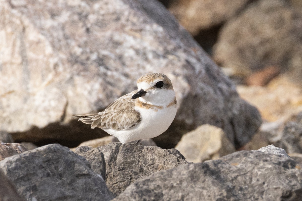 arkipello - ML644350408