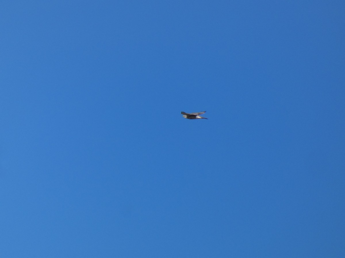 Балобан - ML644350412