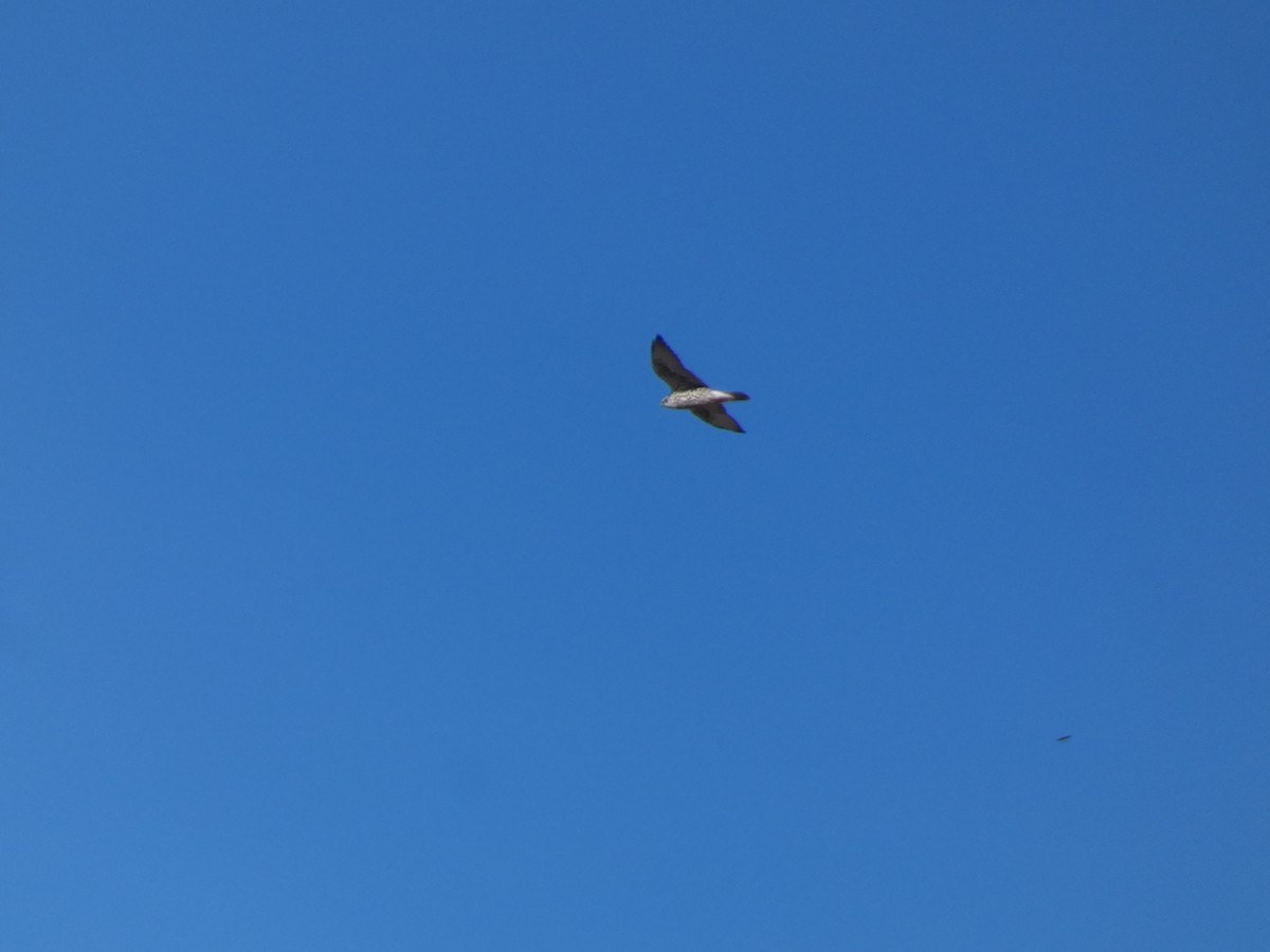 Балобан - ML644350414