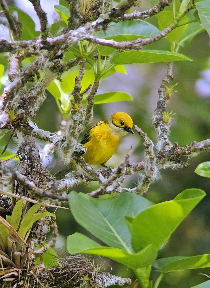 Silver-throated Tanager - ML644350435