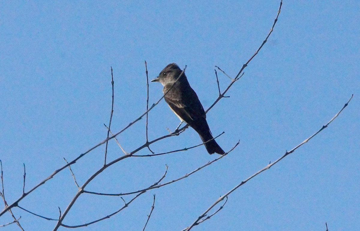 Western Wood-Pewee - ML644350437