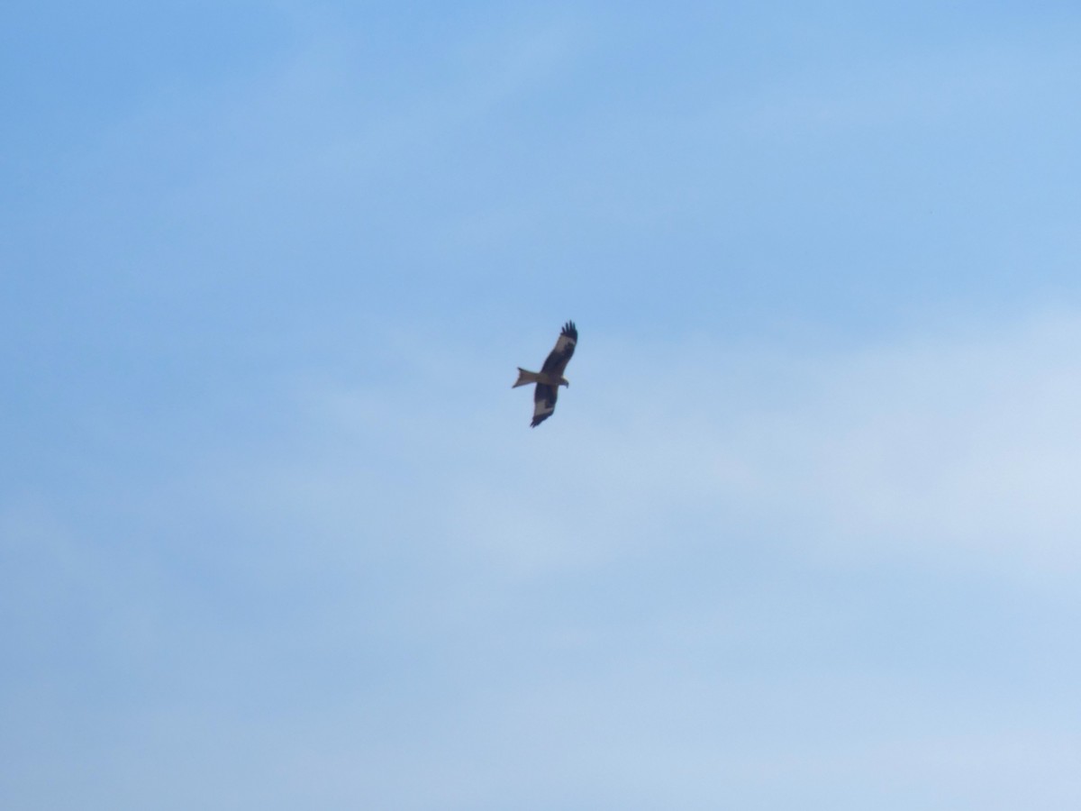 Milan royal - ML644350446