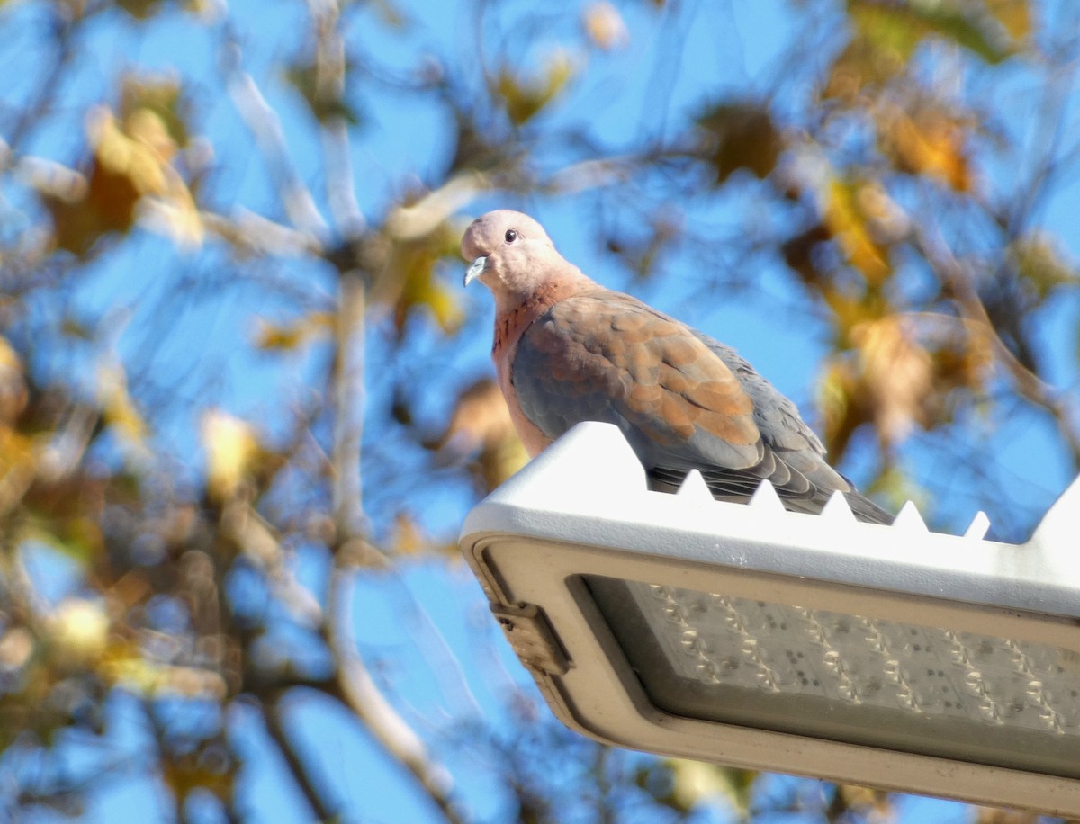 palmedue - ML644350447