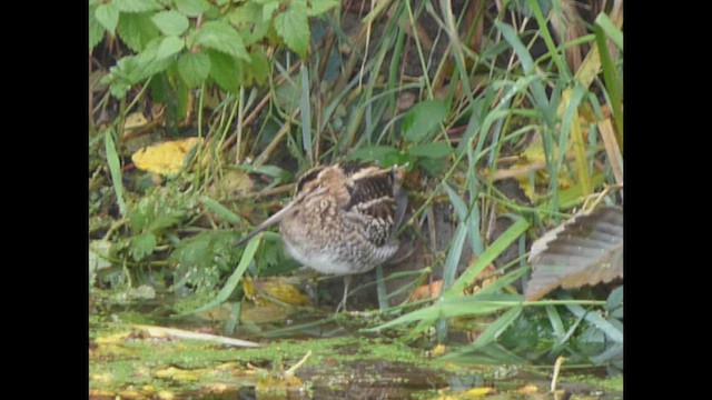 Wilson Suçulluğu - ML644350456